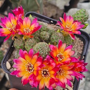 Preview: Sulcorebutia tarabucoensis ssp. hertusii var. callecallensis VZ56b/13
